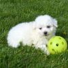 New Litter Bichon Frise puppies For Sale
