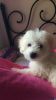 12 week old Bichon Frise puppy