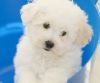 Cute Bichon Frise Puppy Available
