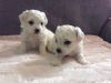 Bichon Frise Puppies Available