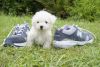 Awesome Bichon Frise puppies for sale