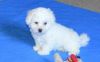Absolutely gorgeous Bichon Frise puppies