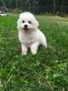 Sweet Bichon Puppy