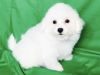 Lovely Bichon Frise Puppies for sale
