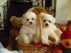 Gorgeous Bichon Frise Puppies Kc Reg.