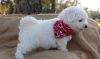 Male And Female Bichon Frise Puppies