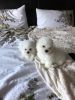 4 Beautiful Bichon Pupps ready now