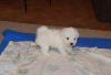 white bichon frise puppies Available