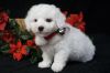 Available Bichon Frise Puppies