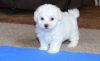 High quality Bichon Frise Puppies For Sale