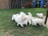 Adorable Bichon Frise Puppies seeking for a lovely home