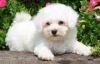 Male and Female AKC registered Maltese Pups available for your home. T