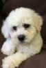 Beautiful litter of Bichon Frise puppies for adoption