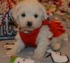 AKC Awesome Bichon Frise Puppies For Sale