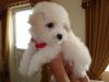 Adorable male and female Bichon Frise puppies