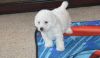 Gorgeous Little Male and Female Bichon Frise Puppies