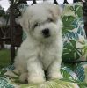 Absolutely Adorable Bichon Frise Puppies