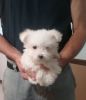 Amazing Bichon Frise puppies available For sale. Text (xxx) xxx-xxx9