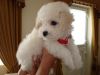 Beautiful Bichon Frise puppies (xxx) xxx-xxx4