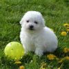 Meet our darling Bichon Frise Puppies