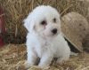 AKC Bichon puppy he is ready to go home with you today