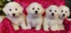 very sweet Bichon Frise puppies