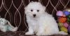 ACA registered Bichon Frise puppies