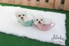 Micro Teacup Bichon Puppies For Sale [Mango&Tango]