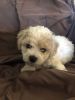 Bichon Frise will be ready to go home Oct 1