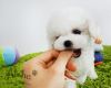 Mini Teacup Bichon Frise Puppies For Sale - Cocoa