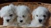 AKC reg. Bichon Frise puppies for sale