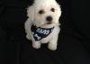 Awesome AKC Puppies of Bichon Frise Available