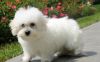 Sweet and Trained Bichon Frise Puppies Ready