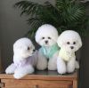 Healthy Bichon Frise Puppies Available