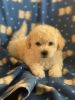 Puppies bichon Mini poodle mix 7 weeks old healthy and playful