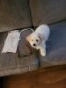Bichpoo 12wks all shots house trained can sit and come on demand
