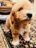 Beautiful Bichonpoo puppy for sale
