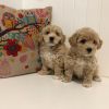 Gorgeous Red/apricot F1 Bichonpoo Puppies