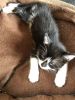 American bicolor Kittens male and female available