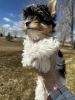 Biewer yorkie Terrier pups