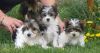 Biewer puppies for adoption