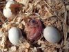 Fresh parrot eggs and parrot babies available.