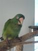 Beautiful Blue-crowned Conure