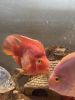 Big size red blood parrot fish of 5+inches