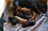 Bloodhound puppies