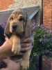 Reg Bloodhound Puppies