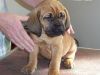 Gorgeous Bloodhound Puppies For Sale