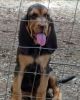 Bloodhound pups available