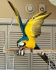 Blue and yellow Macaw 8 year old