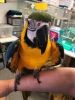 blue and gold macaw baby